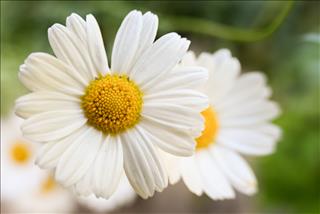 Tử vi thứ 3 ngày 14/4/2026 của 12 con giáp: Tý nhiều tiền, Ngọ giỏi giang