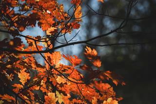 Tử vi thứ 5 ngày 23/4/2026 của 12 cung hoàng đạo: Sư Tử tỏa sáng, Nhân Mã cảm xúc