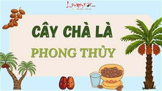 Cây chà là phong thủy sở hữu đặc điểm đặc biệt gì mà các đại gia săn đón bằng được?