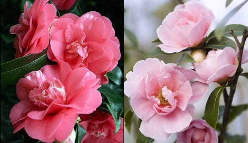 Hoa quý cát tường