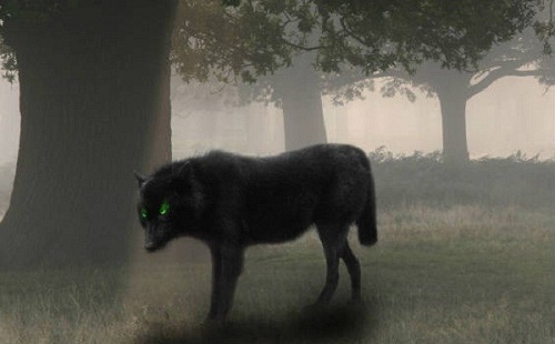 Truy tìm nguồn gốc loài chó có ánh mắt giết người