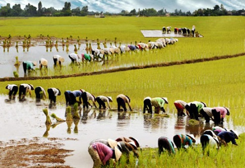 Phát tài với giấc mơ đi cấy
