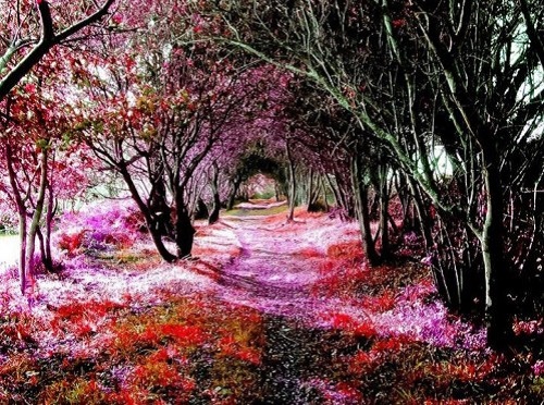 Những miền đất trong mơ của 12 chòm sao