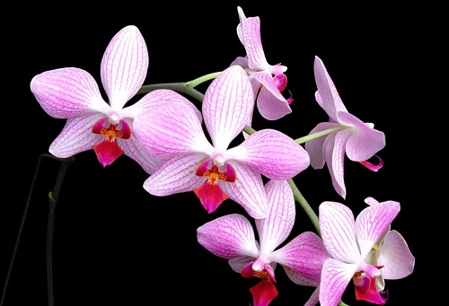 Hoa Lan phong thủy: Loài hoa vương giả mang may mắn đến cho mọi nhà