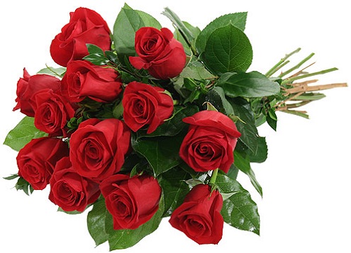 Chẳng giấc mơ nào đẹp bằng giấc mơ hoa hồng