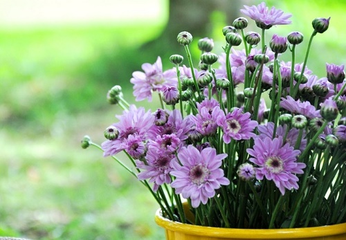 Ý nghĩa phong thủy của hoa cúc: gia tăng phúc khí, cuộc sống như ý