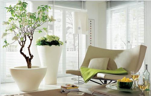 7 nguyên tắc phong thủy tối cần thiết khi đặt cây hoa trong nhà