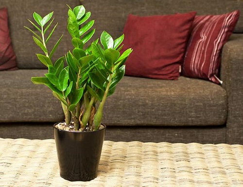 Lựa cây vượng tài lộc cho 12 con giáp, làm gì cũng hái ra tiền