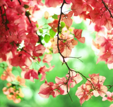 Tử vi Thứ 6 của 12 cung hoàng đạo (22/04/2016)