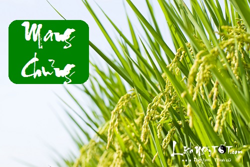 Tuyệt chiêu phong thủy khai vận trong tiết Mang Chủng