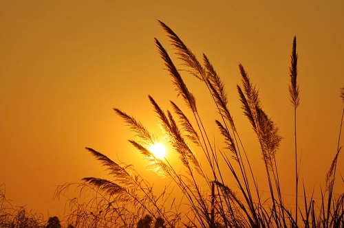 Xem ngày tốt xấu trị bách bệnh tiêu tan: Chủ Nhật 3/7/2016