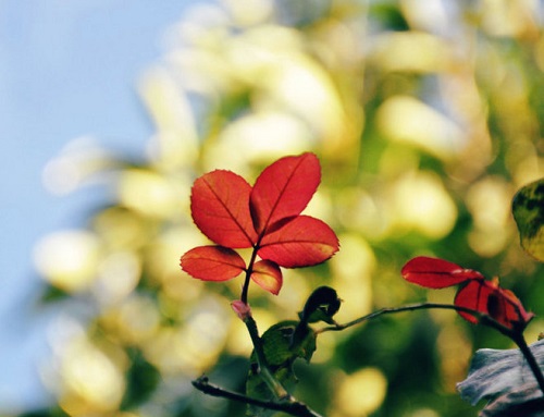 Luận Giải Tam Phục Thiên, ngày Lục Tà xâm chiếm âm dương đất trời