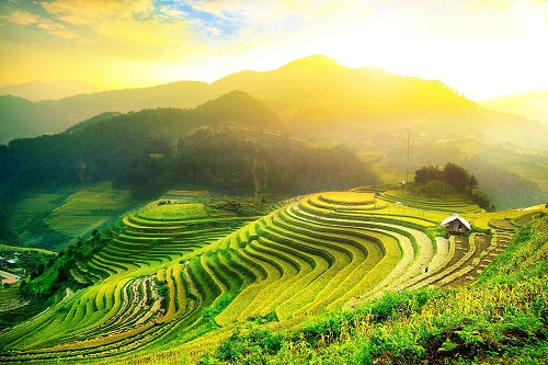 Ngắm những cánh đồng lúa mùa thu vàng đắm say lòng người