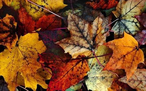 Tử vi tuần mới của 12 cung hoàng đạo (12/09-18/09/2016)