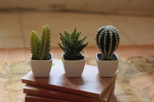 Dùng cây xương rồng đuổi đào hoa dữ, tình duyên hết lận đận, sớm tìm thấy chân ái cuộc đời