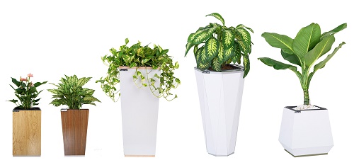 Sai lầm khi dùng những vật phẩm phong thủy quen thuộc