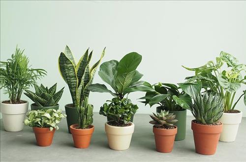 Người tuổi Sửu trồng cây gì hợp mệnh để tài lộc luôn vững vàng?