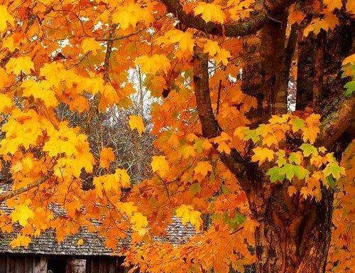 Người mệnh Mộc sinh mùa nào tốt nhất?