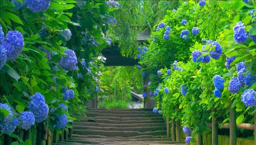 Tử vi thứ 4 ngày 22/11/2017 của 12 con giáp