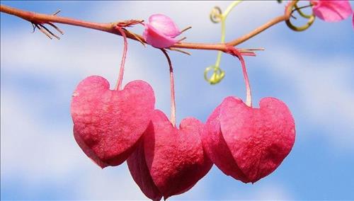 Xem bói tháng 12/2017 dương lịch: Con giáp nào tình yêu ngập lối