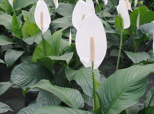 Tác dụng phong thủy của cây lan ý - biết để dùng cho đúng