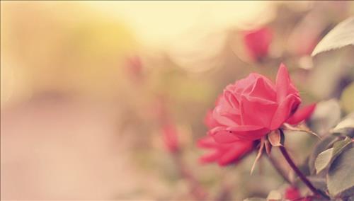 Tử vi thứ 5 ngày 30/11/2017 của 12 cung hoàng đạo