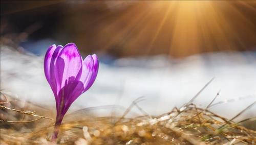 Tử vi thứ 6 ngày 29/12/2017 của 12 con giáp