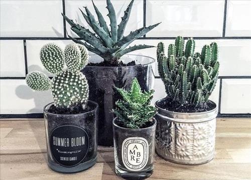 Người tuổi Tuất trồng cây gì cho hợp mệnh?