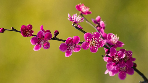 Lập Xuân 2026 mà không biết 5 điều cấm kị này thì năm mới Bính Ngọ tiền bạc đội nón ra đi!