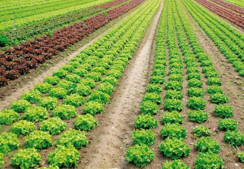 Luận giải tử vi hung cát của mệnh Lộ Bàng Thổ