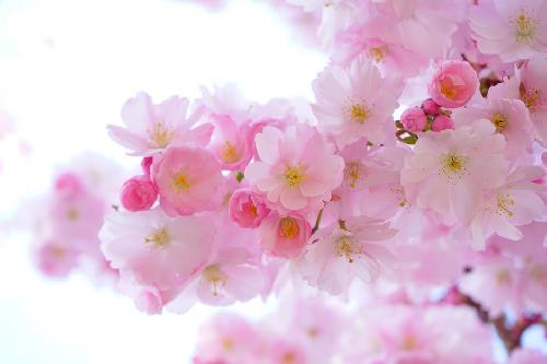 Tử vi thứ 7 ngày 27/5/2017 của 12 cung hoàng đạo