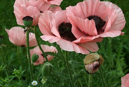 Tử vi thứ 5 ngày 20/7/2017 của 12 con giáp