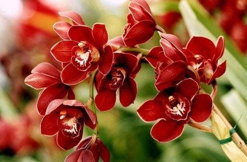 Không nên cắm hoa nào trên bàn thờ ngày Tết?