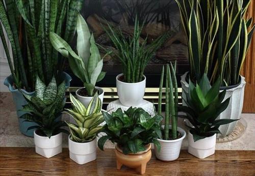 Người tuổi Hợi trồng cây gì cho hợp mệnh?
