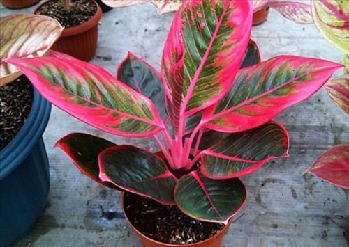 Hiểu về cây phú quý chỉ muốn mua ngay về để trang trí nhà cửa ngày Tết