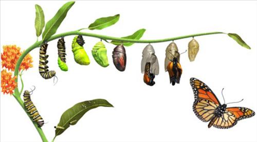 Câu chuyện con sâu sang sông để thấy cuộc sống gặp khó khăn là lẽ thường