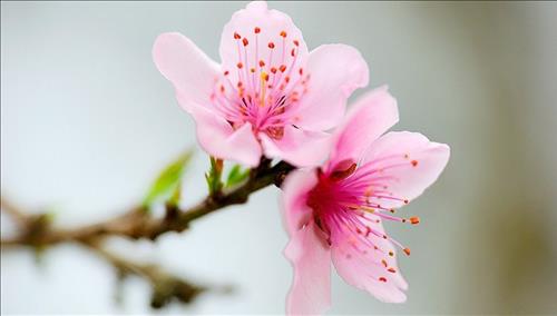 Tử vi thứ 5 ngày 1/2/2018 của 12 cung hoàng đạo