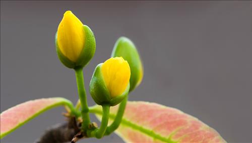 Tử vi thứ 7 ngày 3/2/2018 của 12 cung hoàng đạo