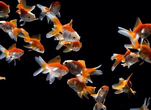 Giấc mơ may mắn về tiền bạc nếu mơ thấy nhất định phải nắm bắt ngay