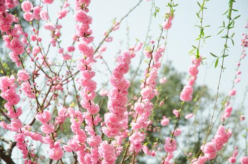 Tử vi thứ 4 ngày 2/1/2019 của 12 con giáp: Dần gặp may, Thìn mù quáng
