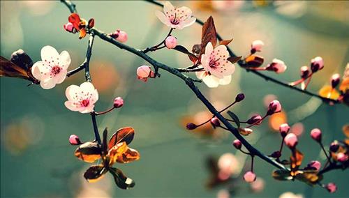 Tử vi thứ 6 ngày 2/3/2018 của 12 con giáp