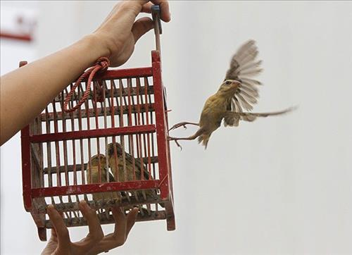 Phóng sinh ngày Rằm tháng Giêng - đừng thả bừa mà mong hưởng phúc