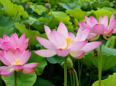 Tử vi Thứ 5 ngày 22/3/2018 của 12 con giáp