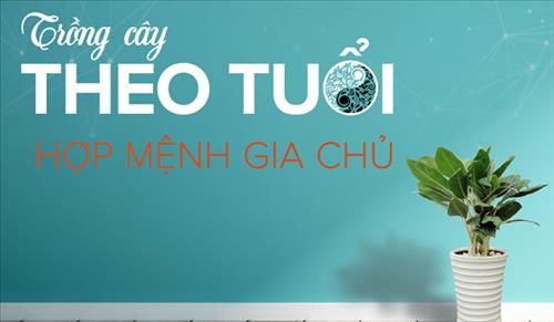 Khéo lựa cây phong thủy hợp tuổi, tài lộc phất như diều gặp gió