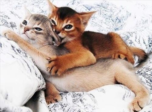 Tử vi Thứ 3 ngày 15/5/2018 của 12 con giáp