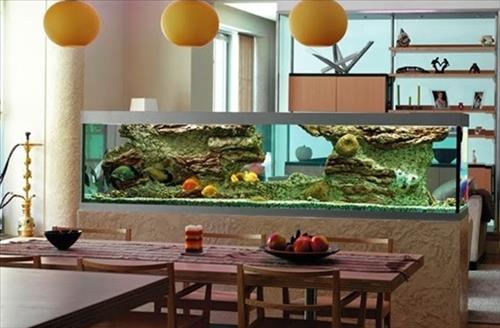 Mệnh Mộc nuôi cá gì để thần may mắn thường xuyên ghé thăm