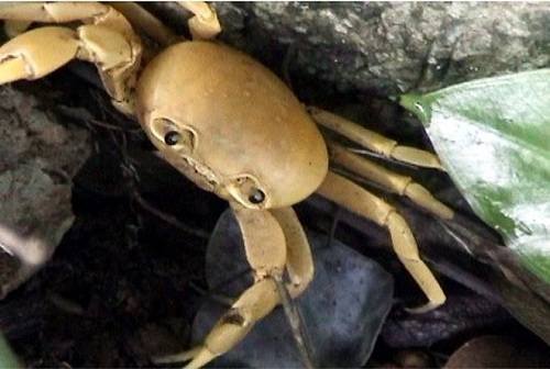Những câu chuyện tâm linh về Tràng An: Rắn có mào, xác chết 6 năm không rữa