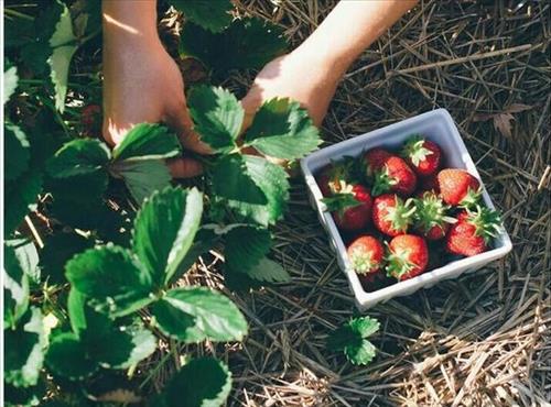 Tử vi Chủ nhật ngày 22/7/2018 của 12 cung hoàng đạo: Sư Tử thích áp đặt, Xử Nữ tham vọng