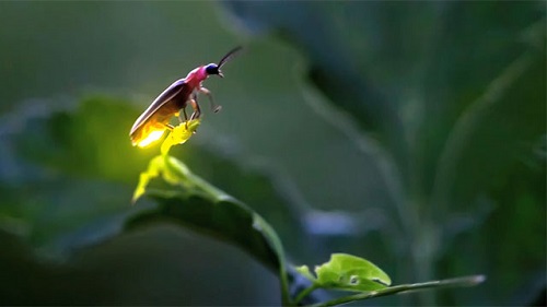 Mơ thấy đom đóm: Nguyện ước lớn lao trở thành hiện thực