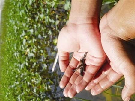Mơ thấy con đỉa điềm báo gì, có đáng sợ không?